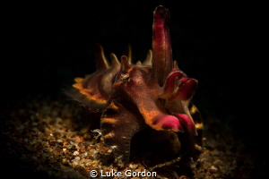 Flamboyant in the spotlight by Luke Gordon 